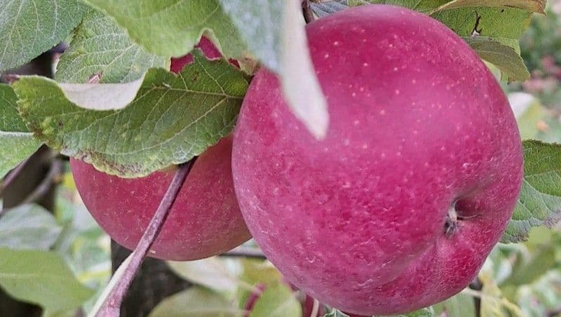Fehlende Bildbeschreibung
