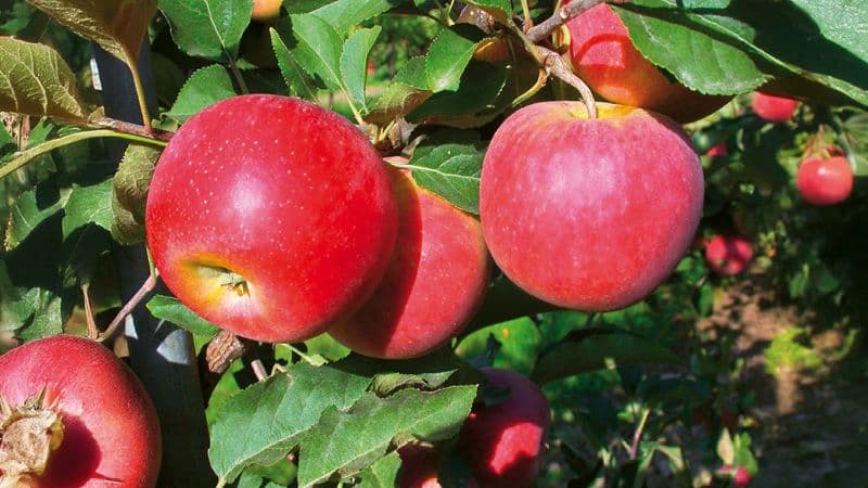 Fehlende Bildbeschreibung