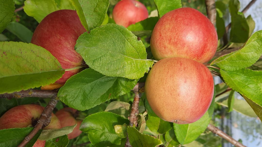 Fehlende Bildbeschreibung