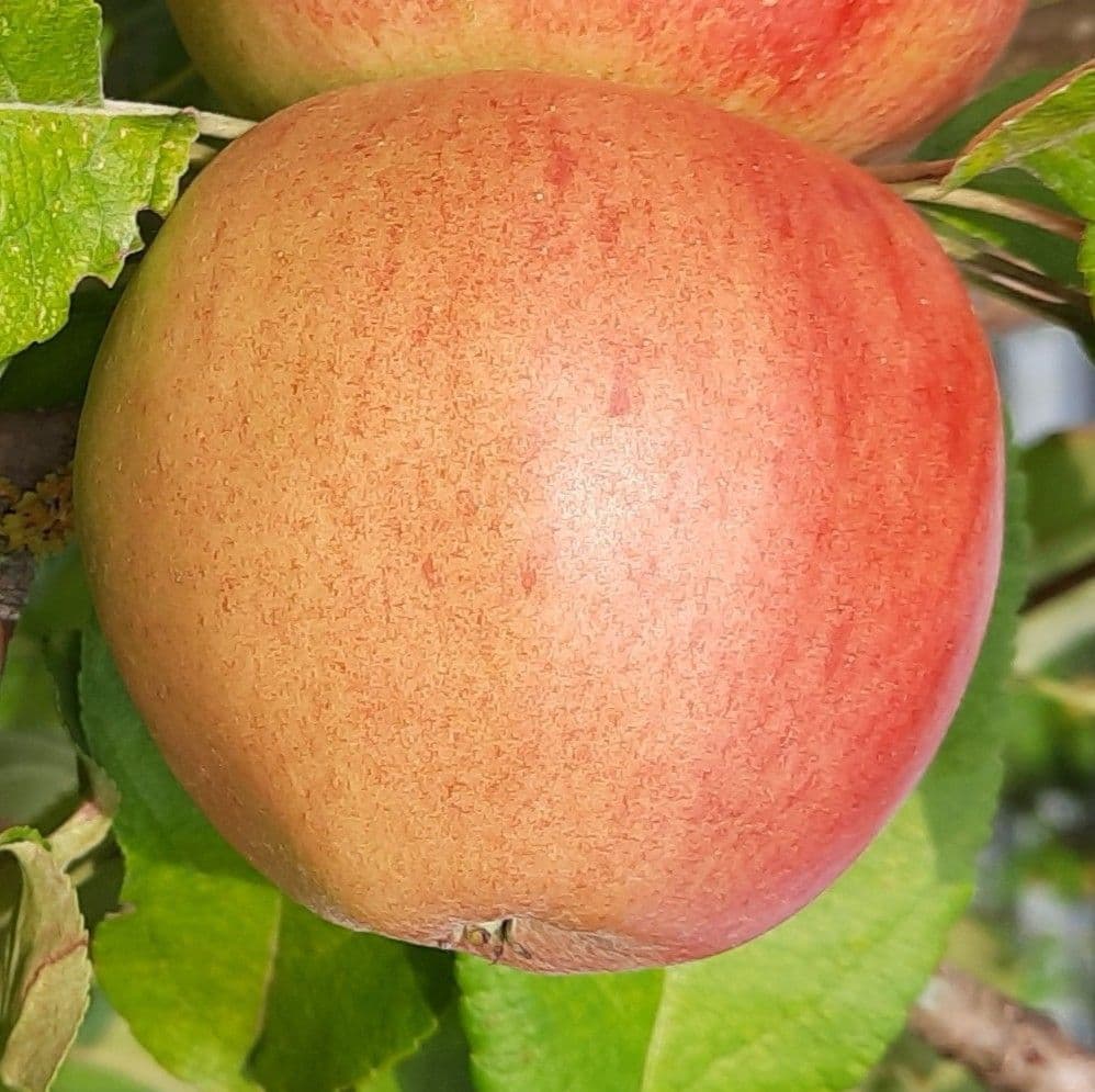 Orange Crisp