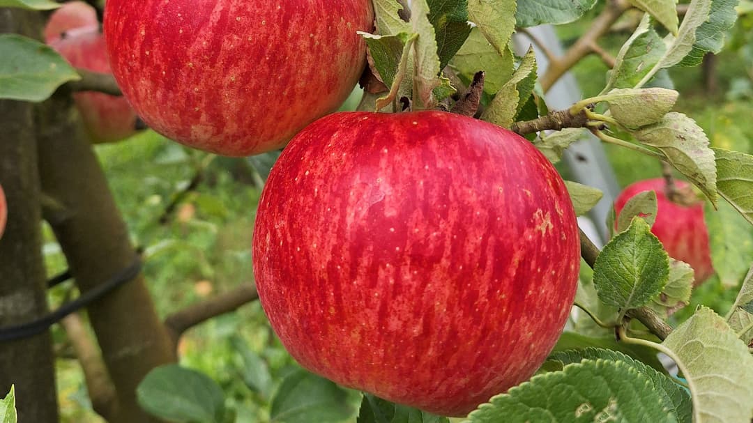 Fehlende Bildbeschreibung